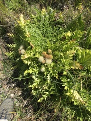 Cirsium scariosum citrinum