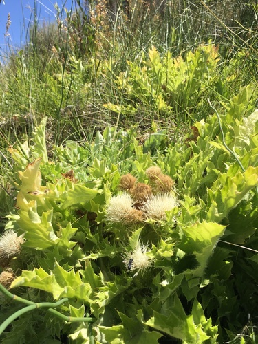 Cirsium scariosum var. citrinum