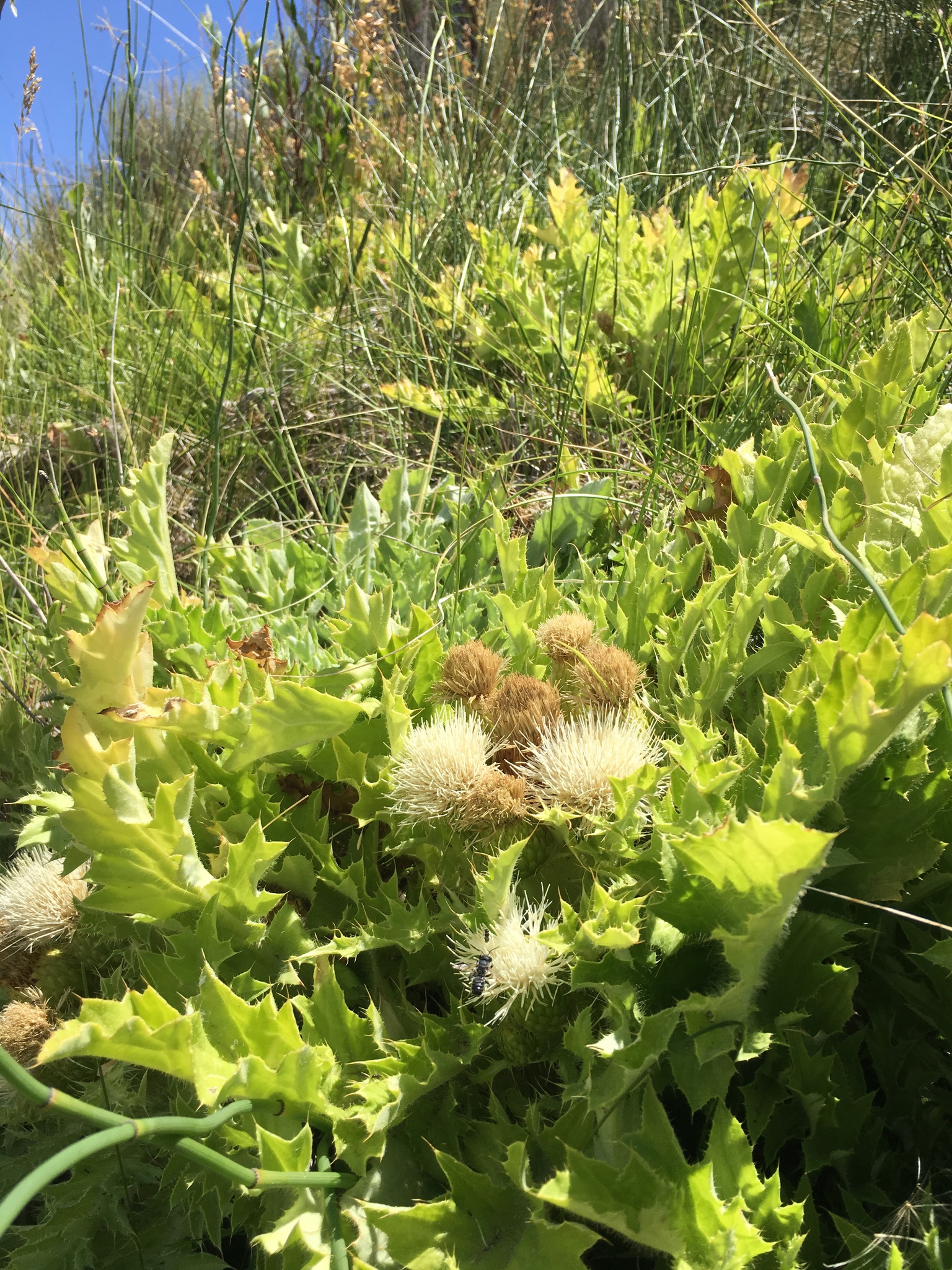 Cirsium scariosum var. citrinum