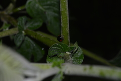 Cycloneda fryii