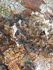 Umbilicaria krascheninnikovii