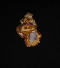 Alanbeuella corrugata