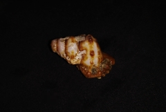 Alanbeuella corrugata