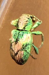 Coniatus splendidulus