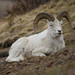 Dall's Sheep - Photo Denali National Park and Preserve, no known copyright restrictions (public domain)