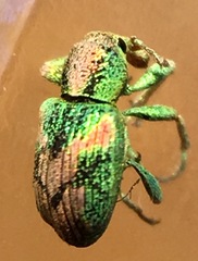 Coniatus splendidulus