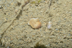 Heteropsammia cochlea