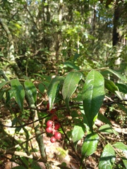 Picramnia deflexa