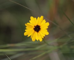 Coreopsis linifolia