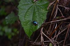 Asphaera albomarginata