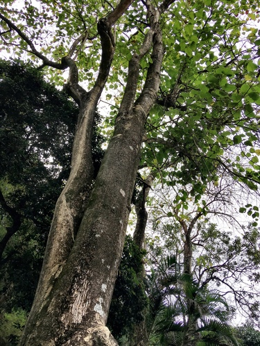 Gmelina arborea