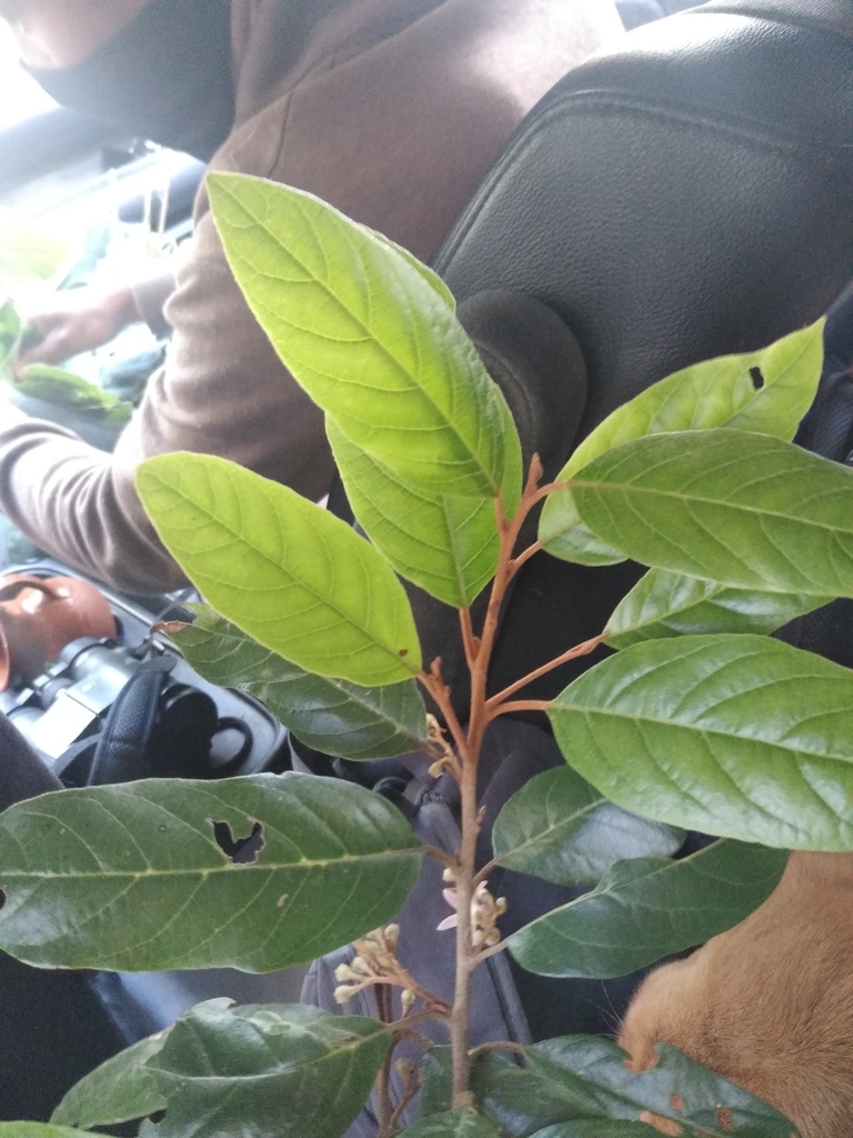Styrax warscewiczii