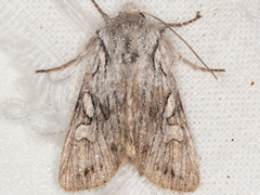 Lacinipolia patalis