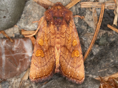 Amphipoea pacifica