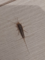 Ctenolepisma longicaudatum