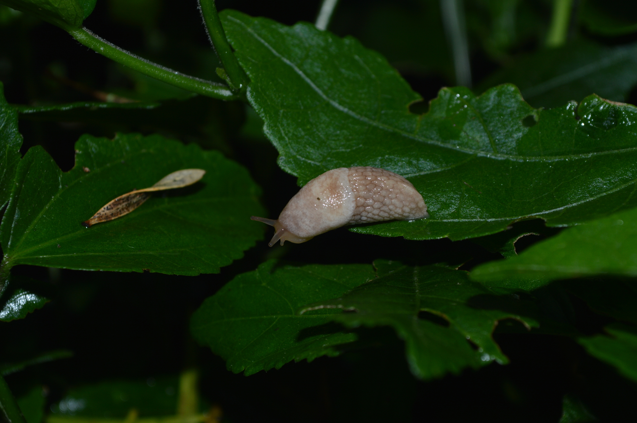 Deroceras reticulatum image