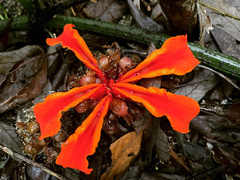 Etlingera littoralis