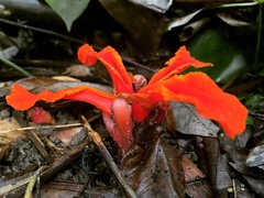 Etlingera littoralis