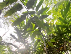 Etlingera littoralis