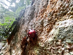 Etlingera littoralis