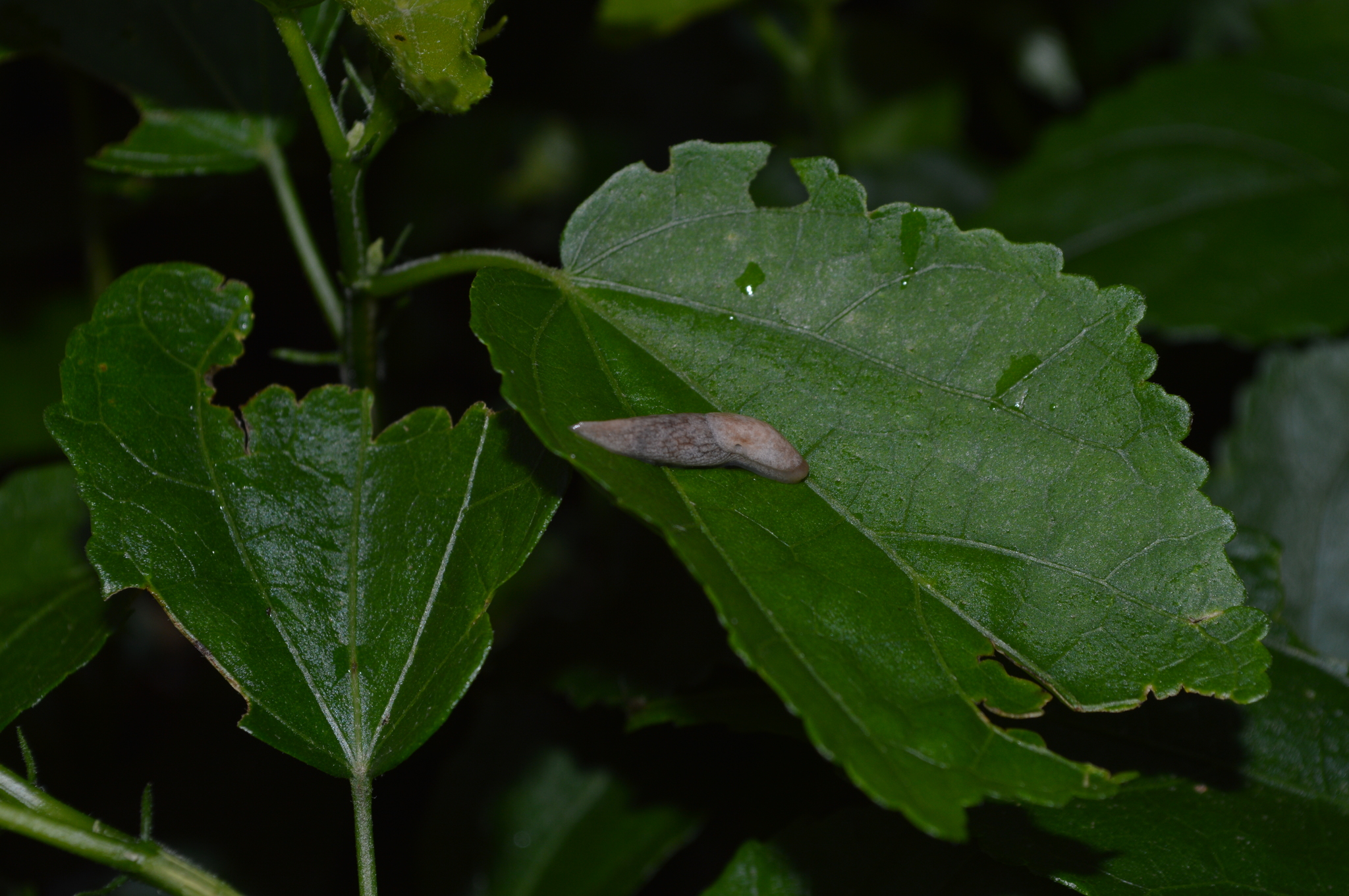 Deroceras reticulatum image