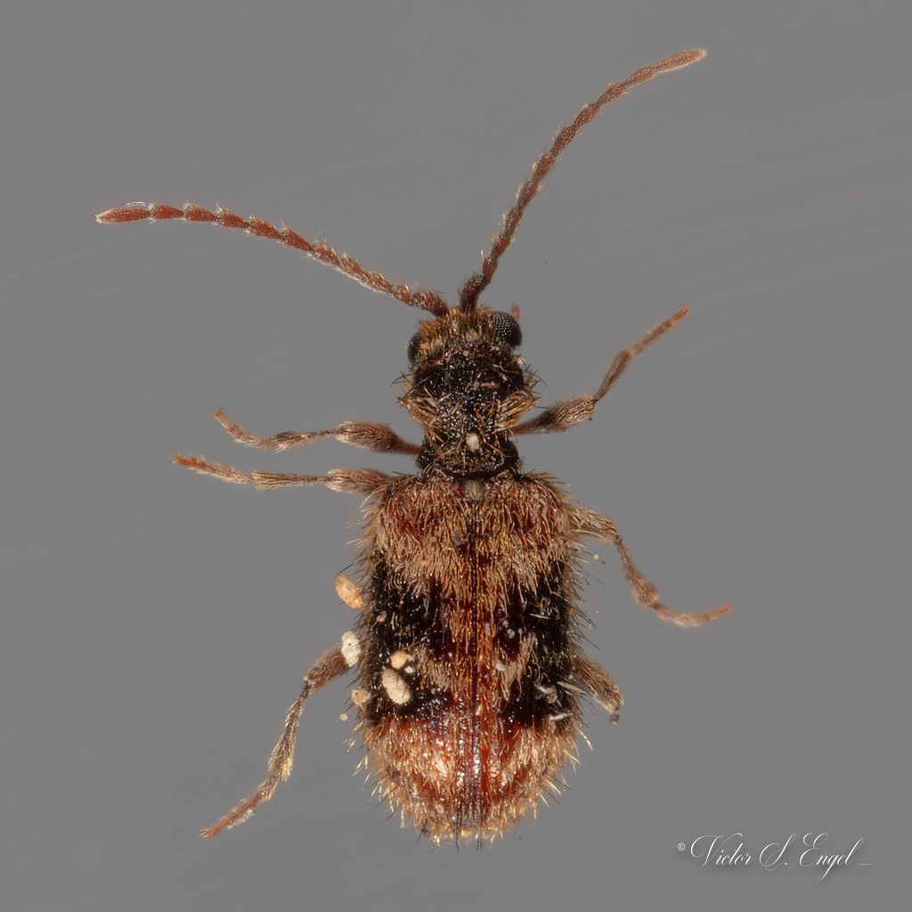 Ptinus texanus