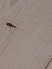 Ctenolepisma longicaudatum