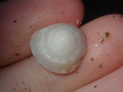 Bellastraea squamifera