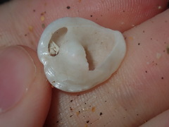Bellastraea squamifera