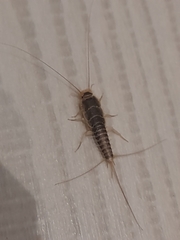 Ctenolepisma longicaudatum