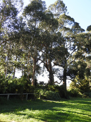 Eucalyptus globulus pseudoglobulus