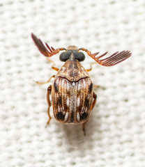Megacerus cubiculus