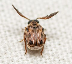 Megacerus cubiculus