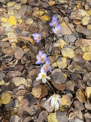 Crocus speciosus