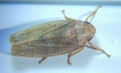 Ponana rubida