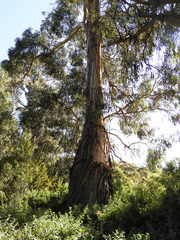 Eucalyptus globulus pseudoglobulus