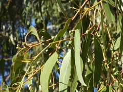 Eucalyptus globulus pseudoglobulus