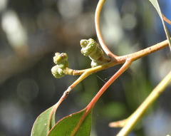 Eucalyptus globulus pseudoglobulus