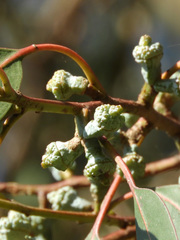Eucalyptus globulus pseudoglobulus