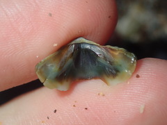 Onithochiton quercinus
