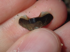 Onithochiton quercinus