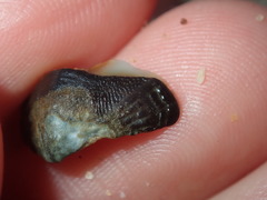 Onithochiton quercinus