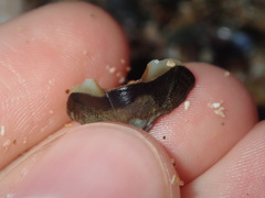 Onithochiton quercinus