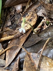 Cheirostylis notialis