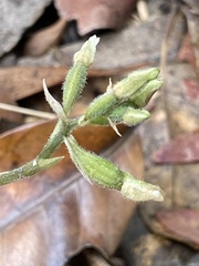 Cheirostylis notialis