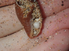 Isara carbonaria