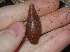 Isara carbonaria