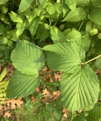 Rhodotypos