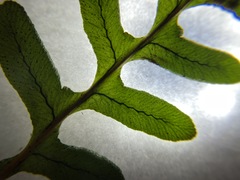 Polypodium hesperium