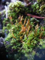 Bryoerythrophyllum recurvirostrum